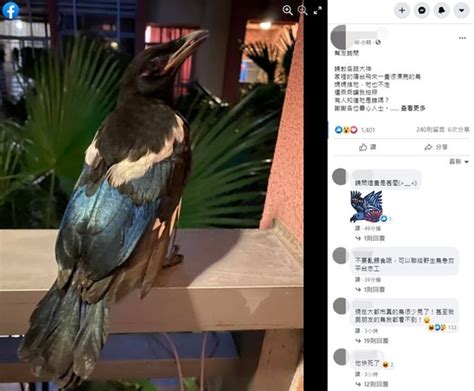 陽台飛來一隻鳥|陽台飛來「神話級仙鳥」電眼回眸美炸 千人羨慕：快。